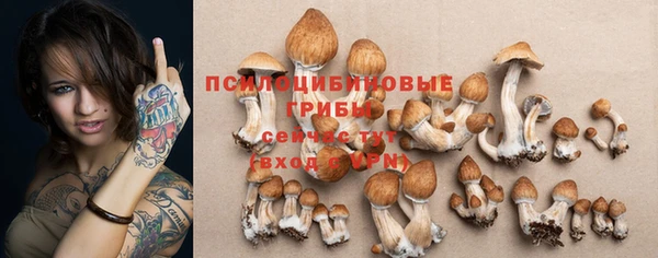 PSILOCYBIN Аркадак